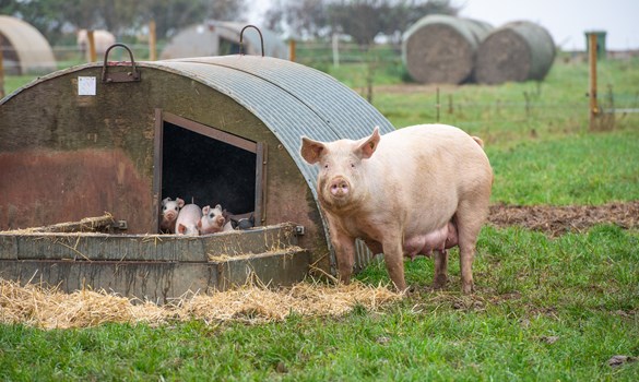 Sow stood by her piglets and farrowing arc